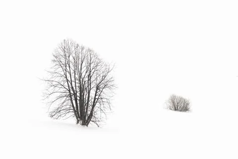 Single Tree standing in snowy environment in winter Stock Photos