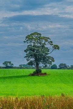 Single tree stands bold in a vast green field Stock Photos