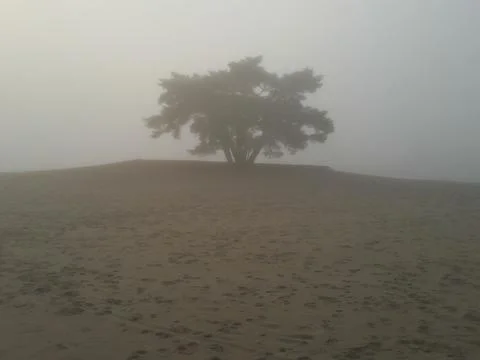 A single tree stands in fog covered sand dunes in the Netherlands Stock Photos