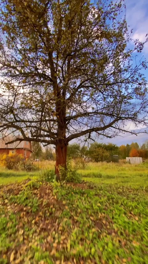 A single tree stands majestically under a clear blue sky Stock-Footage 319953020