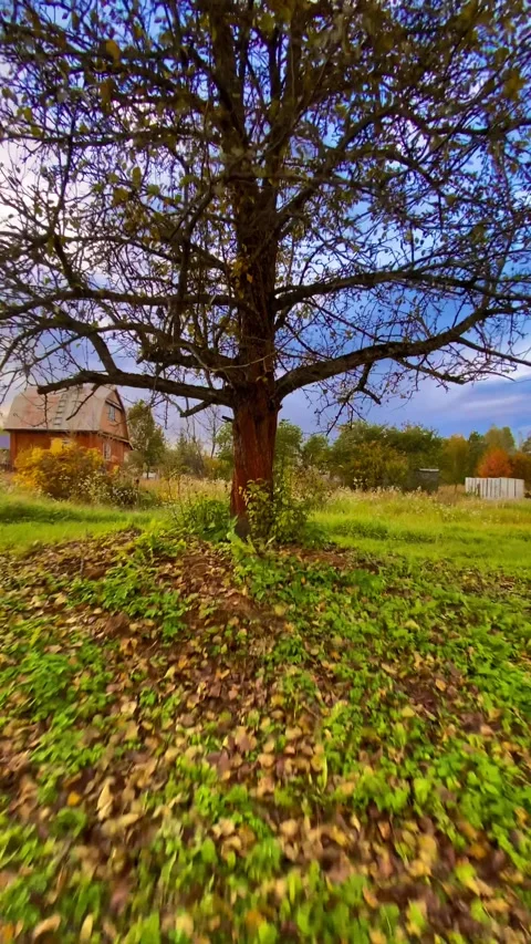 A single tree stands majestically under a clear blue sky Stock Footage 319953050