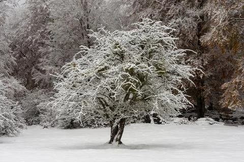 A single tree stands in an open snow-covered field. Stock Photos