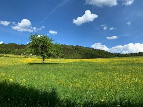 A single tree stands tall in a vast green field, reaching towards the clear b Stock Photos