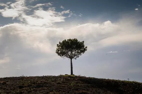 A single tree stands on the top of a hill Stock Photos