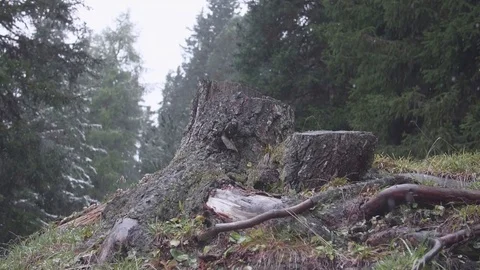 Single Tree Stub Stock Footage 80540049