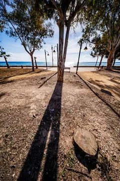 Single Tree Stump and Long Shadow Perspective Stock Photos