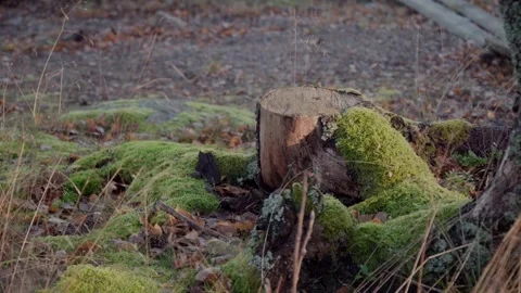 Single tree stump with fallen bark surrounded by foliage and green mos Stock Footage 262069600