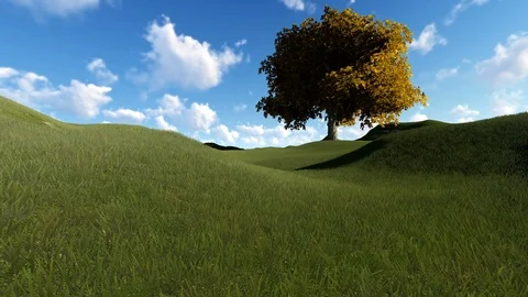 Single tree on a sunny day Stock Footage 106111102