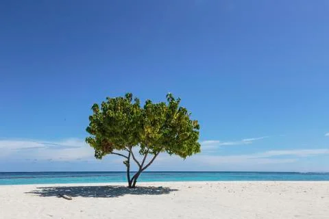 Single tree on sunny, tranquil remote ocean beach under blue sky, Maldives Stock Photos