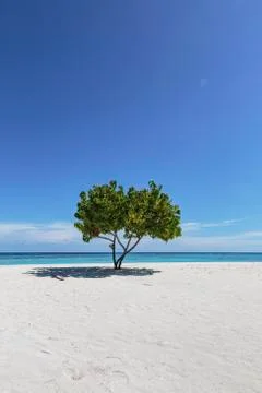 Single tree on sunny, tranquil remote ocean beach under blue sky, Maldives Stock Photos