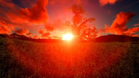 Single tree in sunset african heat Video stock 88435052