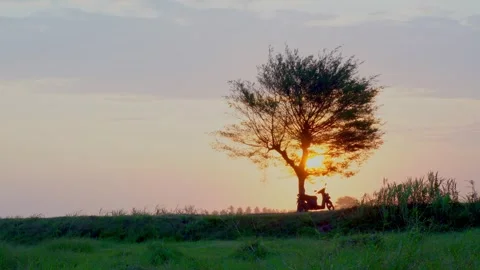 A single tree in the sunset Stock Footage 292096756