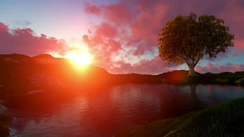 Single tree on sunset near mountain lake Stock Footage 80475853