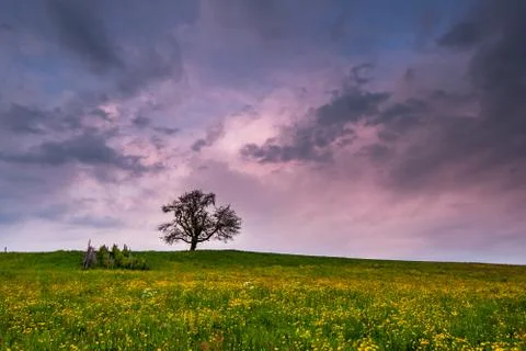 Single tree on sunset Foto stock