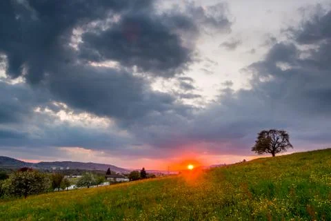 Single tree on sunset Stockfoto's