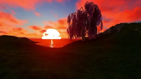 Single tree on sunset at sea Stock Footage 79874408