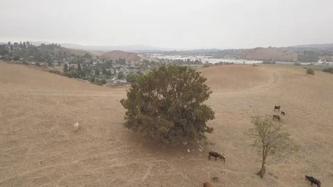 Single Tree Surrounded by Cattles Stock Footage 81574278