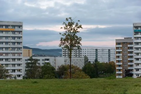 Single tree surrounded by several apartment buildings Foto stock