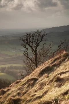 Single tree, sutton bank Stock Photos