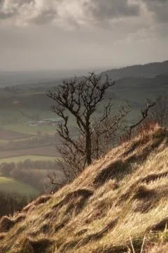 Single tree, Sutton Bank Stock Photos