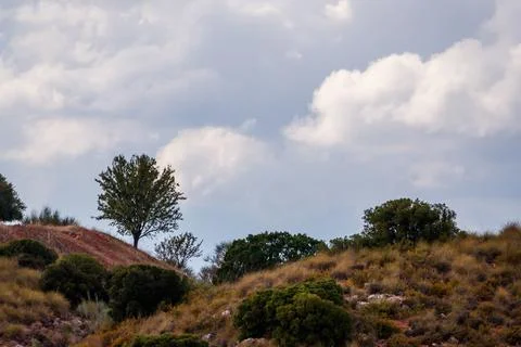 Single Tree on a Terracotta Hill Under a Partially Cloudy Sky Stock Photos