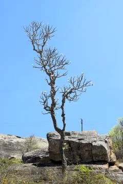 SINGLE TREE ON TOP OF THE HILL Stock Photos