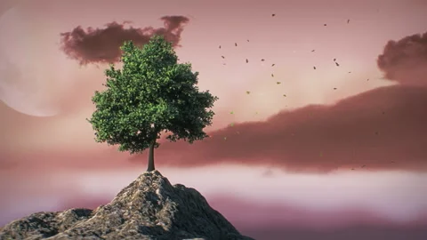 Single Tree on the top of Mountain Video stock 138580255