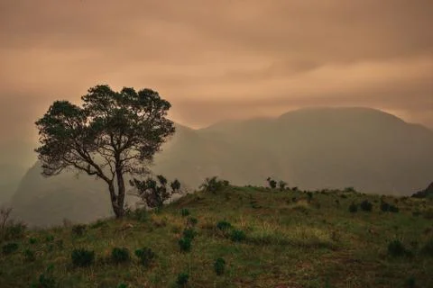 Single tree at the top of the mountain at sunset Stock Photos