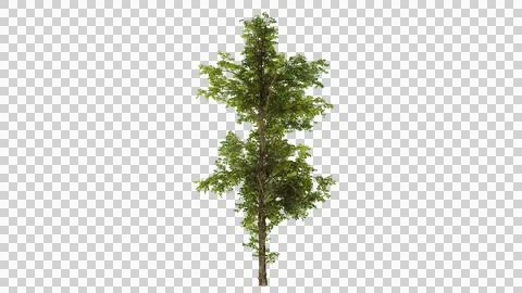 Single tree on transparent picture background with clipping path, on isolat.. Stock Illustration