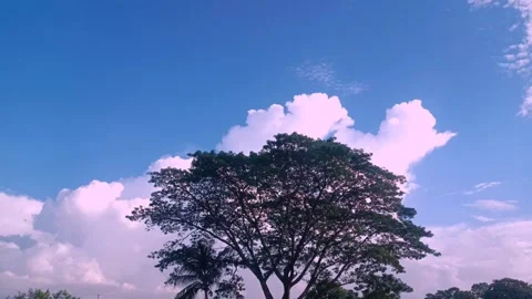 Single Tree under Blue Sky with Moving Clouds – Natural Landscape Video Stock Footage 319511902