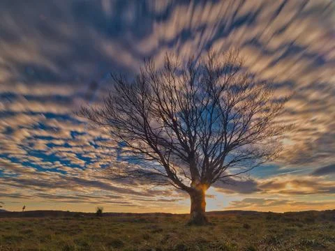 Single tree under dynamic sunset sky - A striking long exposure shot of a s.. Stock Photos