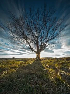 Single tree under dynamic sunset sky - A striking long exposure shot of a s.. Stock Photos