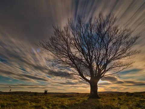Single tree under dynamic sunset sky - A striking long exposure shot of a s.. Stock Photos