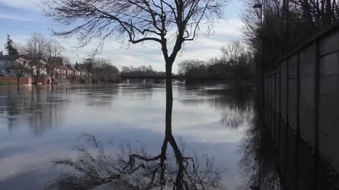 Single Tree vertical track, in flood water Stock Footage 230936667