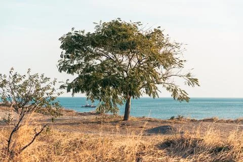 Single tree with view of the coast behind Stock Photos