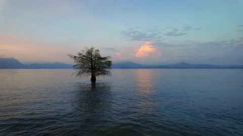 Single tree in the water Stock Footage 310450448
