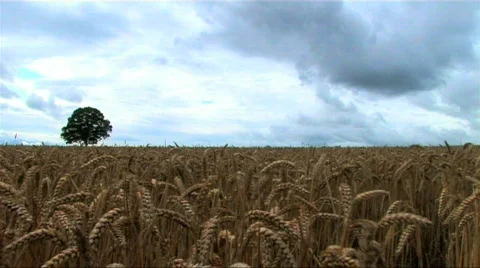Single tree in a wheat field Stock Footage 152754