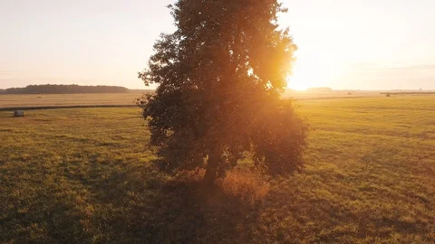Single Tree in Wheat Field at Sunrise, Aerial View Stock Footage 92956878