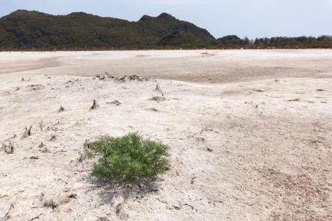 Single tree on a white ground Stock Photos