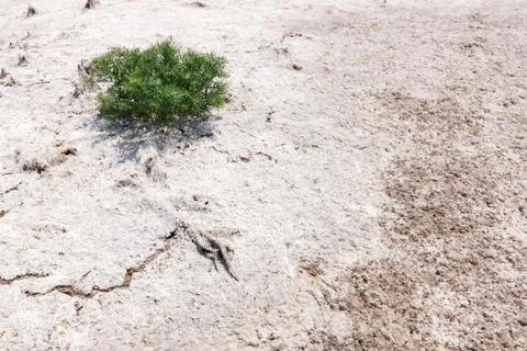 Single tree on a white land Stock Photos