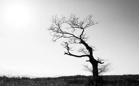 Single tree in winter, black and white photography Stockfoto's