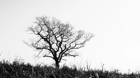 Single tree in winter, black and white photography Foto stock