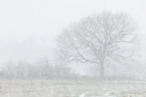 Single tree in winter landscape snowing 写真素材