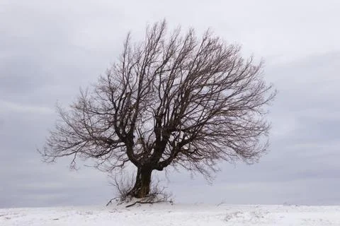 Single tree in winter Stock Photos