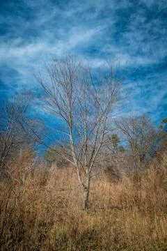 A single tree in winter Stock Photos