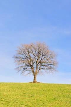 Single tree in winter sun Stock Photos