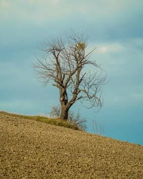 Single tree  in the woods Stock Photos