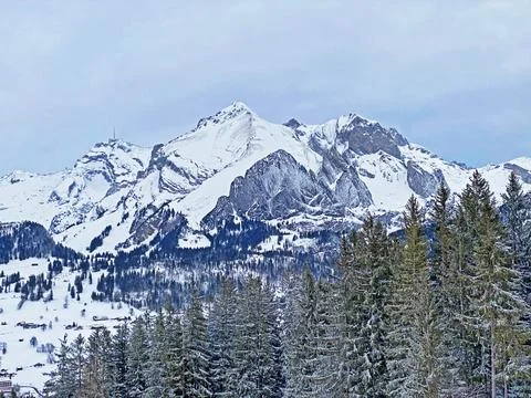 Single trees and mixed subalpine forest in the snow-covered glades 库存照片