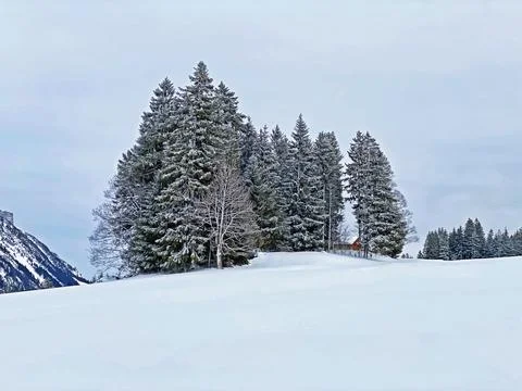 Single trees and mixed subalpine forest in the snow-covered glades Stock Photos