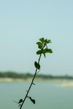 Single trees decorated with greenery on clear water and landscape Stock Photos